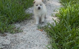 Shiba Inu dogs for sale: Yuki - Image 16