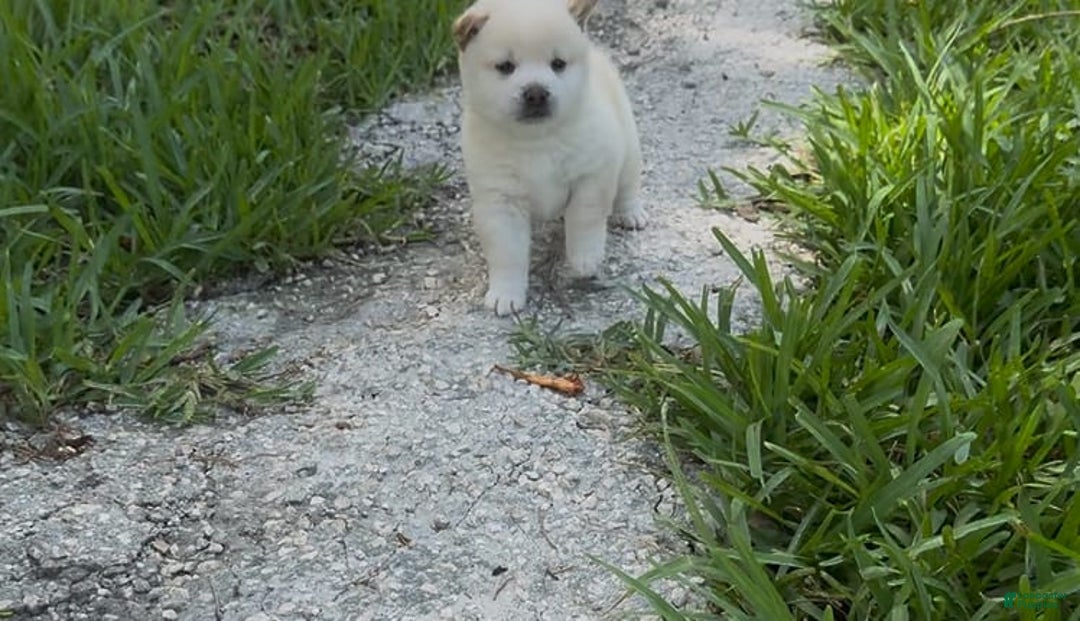 Shiba Inu dogs for sale: Yuki - Image 16