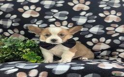 Welsh Corgi Pembroke dogs for sale: Kemper - Image 1