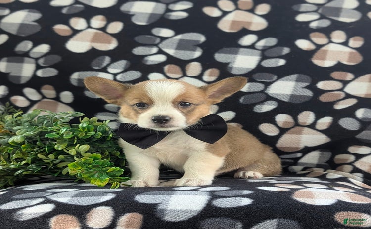Welsh Corgi Pembroke dogs for sale - Ad 4