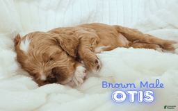 Cockapoo dogs for sale: Otis - Image 1