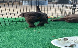Labrador Retriever dogs for sale: Yellow Boy - Image 1