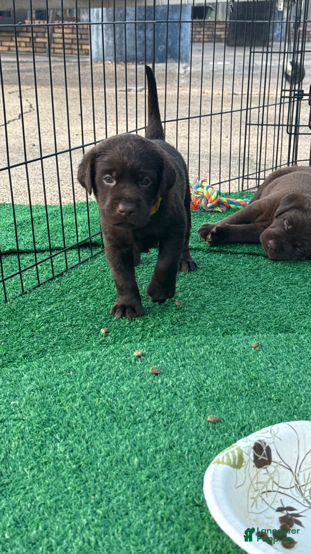 Labrador Retriever dogs for sale: Yellow Boy - Image 1