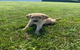 Labrador Retriever dogs for sale: Martha - Image 2