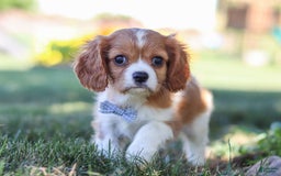 Cavalier King Charles Spaniel dogs for sale: Winston - Image 4