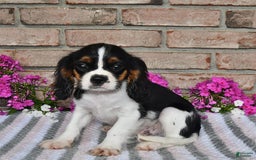 Cavalier King Charles Spaniel dogs for sale: Dasher - Image 14