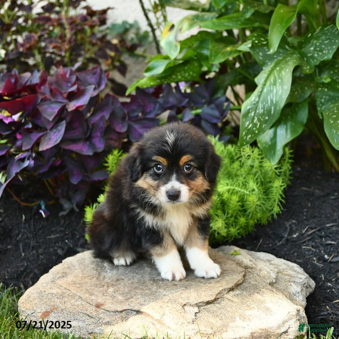 Miniature Australian Shepherd dogs for sale: Harry - Image 6