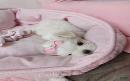 Maltese dogs for sale: Mirel - Image 4