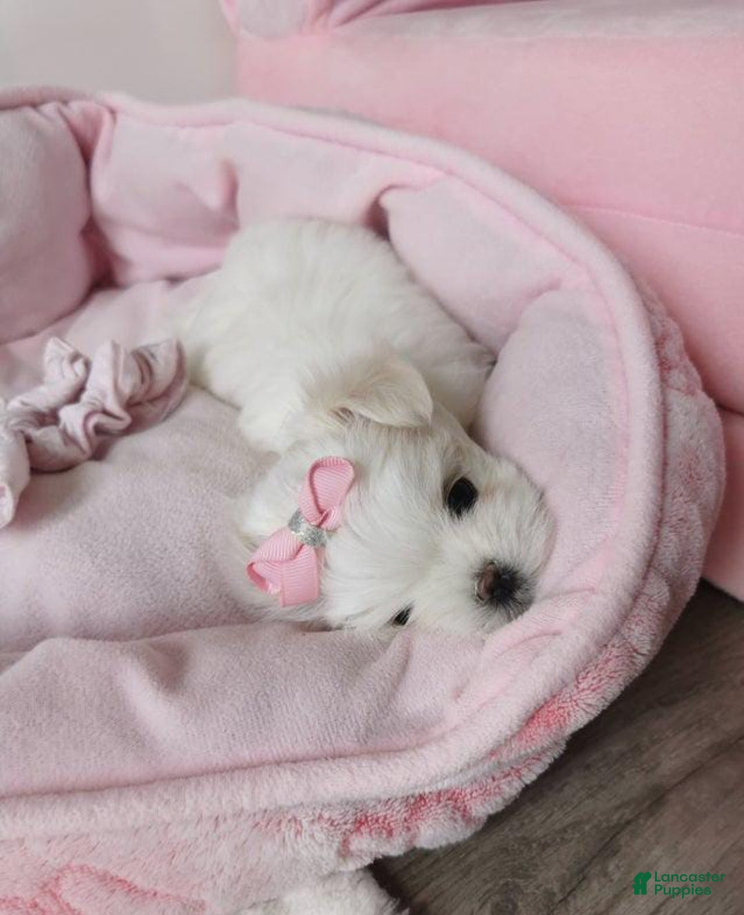 Maltese dogs for sale: Mirel - Image 4