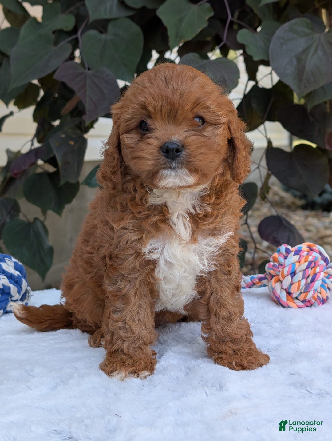Cavapoo dogs for sale: Sara - Image 10