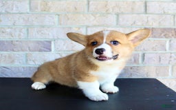 Welsh Corgi Pembroke dogs for sale: Bear - Image 3