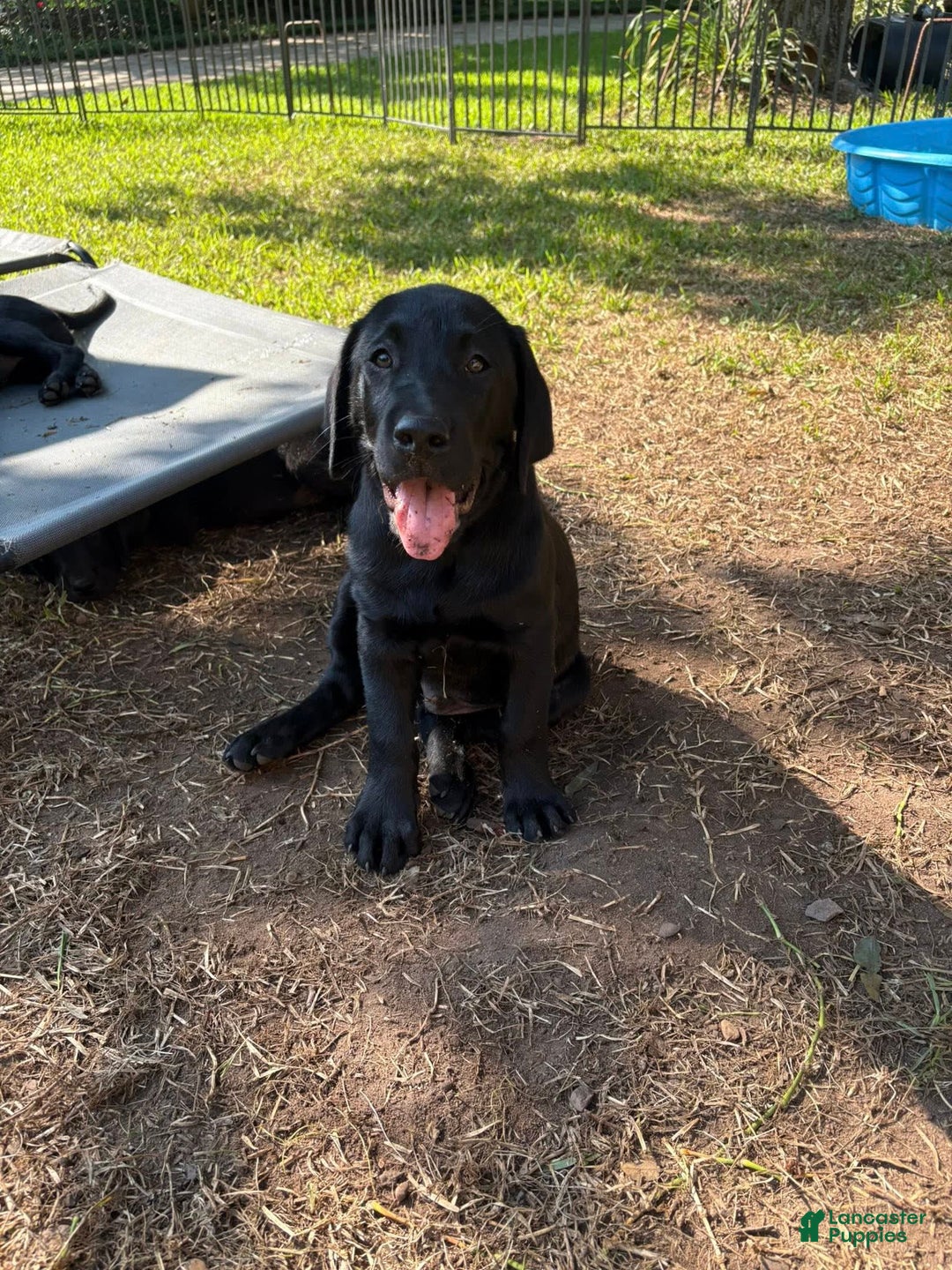 Labrador Retriever dogs for sale: Rocky - Image 1