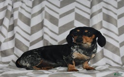 Miniature Dachshund dogs for sale: Rainey - Image 6