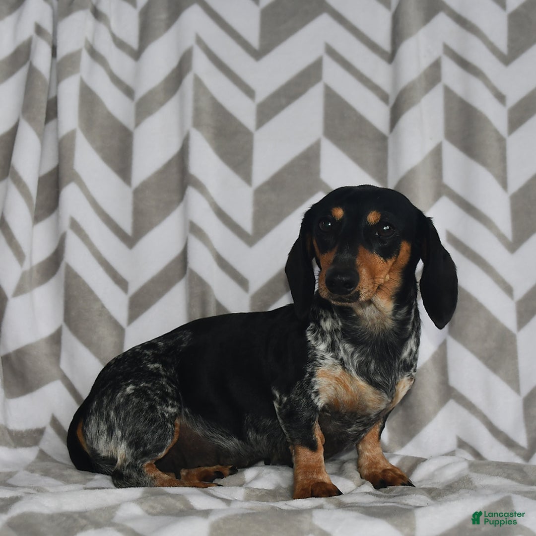 Miniature Dachshund dogs for sale: Rainey - Image 6