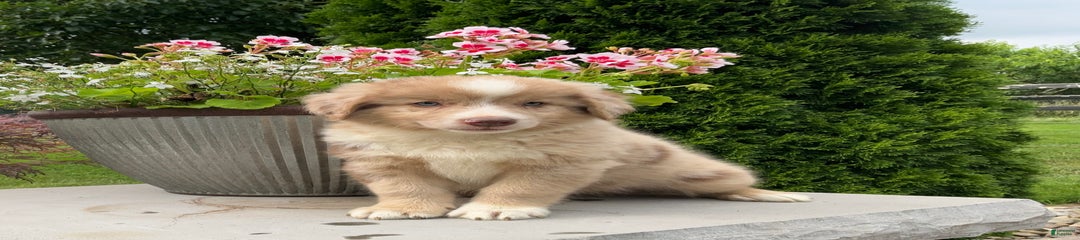 Simon