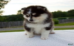 Pomsky dogs for sale: Lexi - Image 7