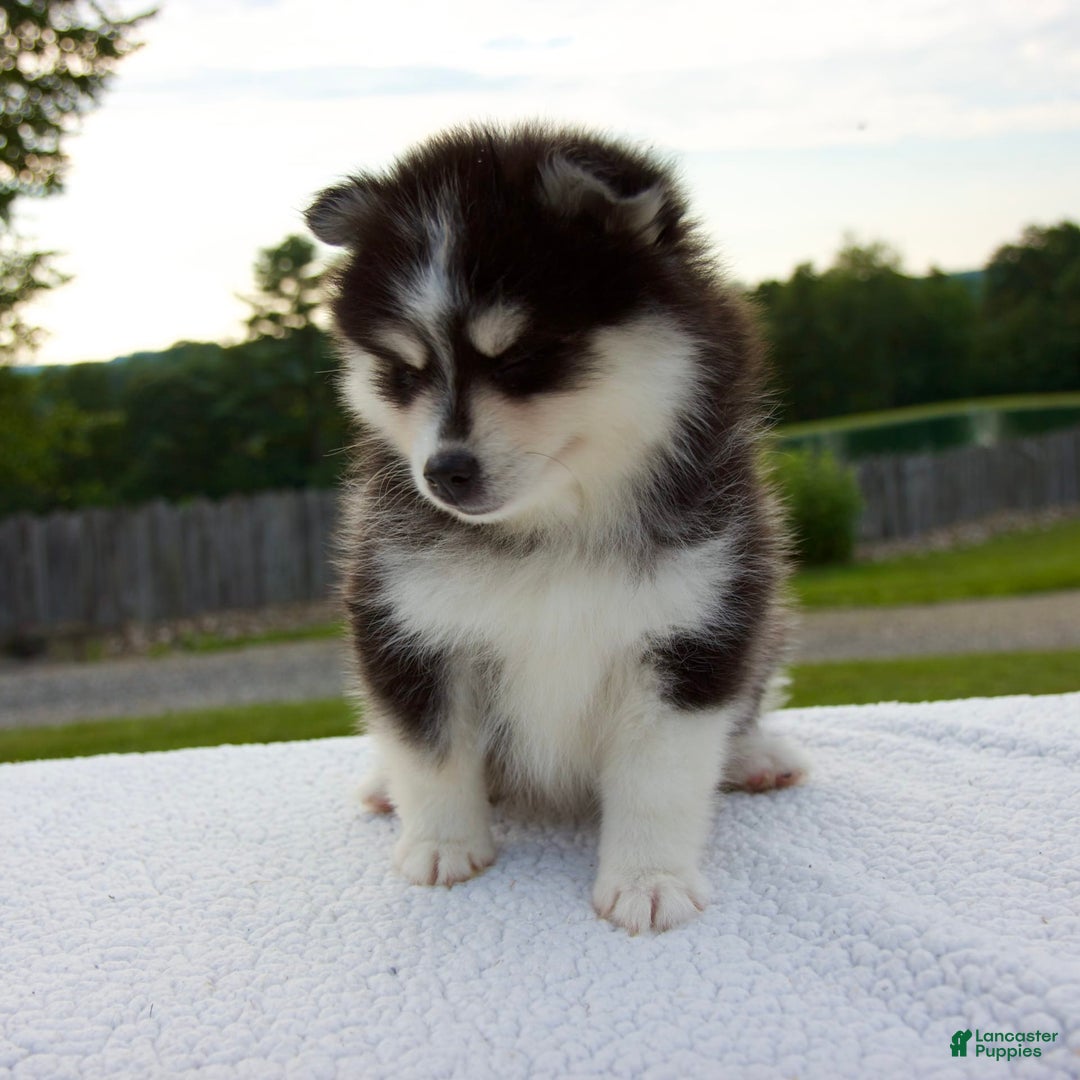 Pomsky dogs for sale: Lexi - Image 7