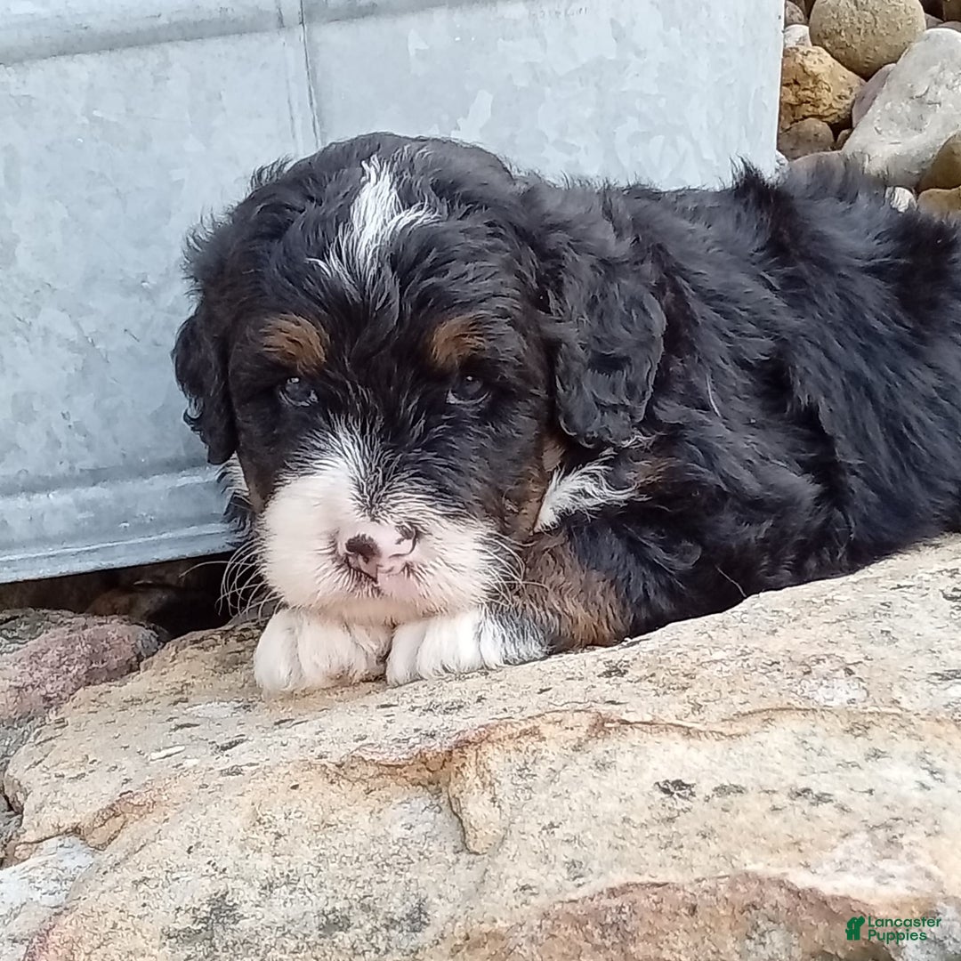 Mini Bernedoodle dogs for sale: Rambo - Image 25