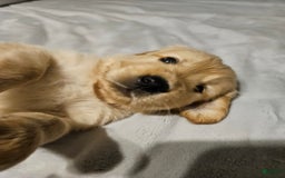 Golden Retriever dogs for sale: Peaches - Image 4