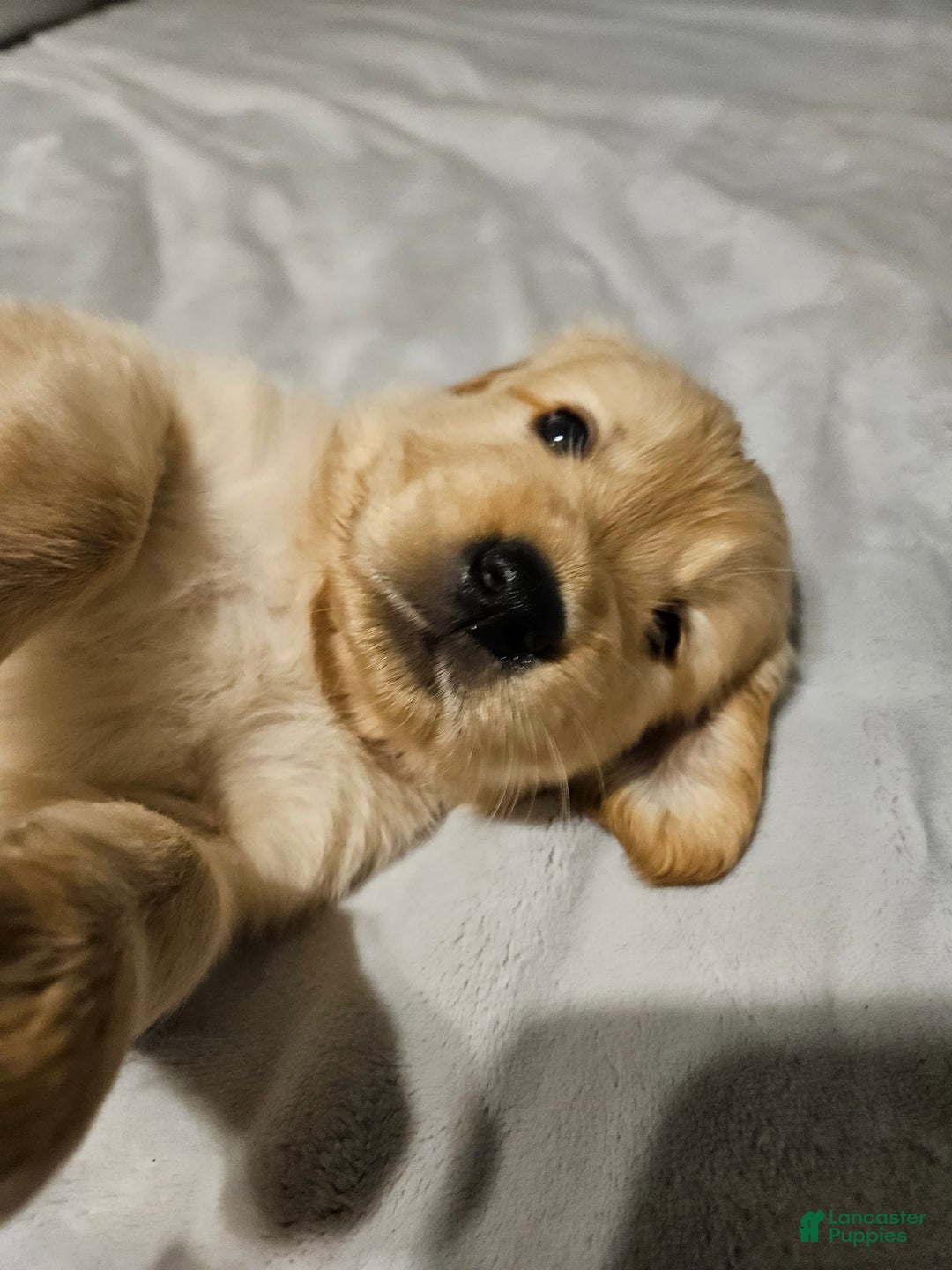Golden Retriever dogs for sale: Peaches - Image 4