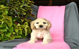 Cocker Spaniel dogs for sale: Elsa - Image 2
