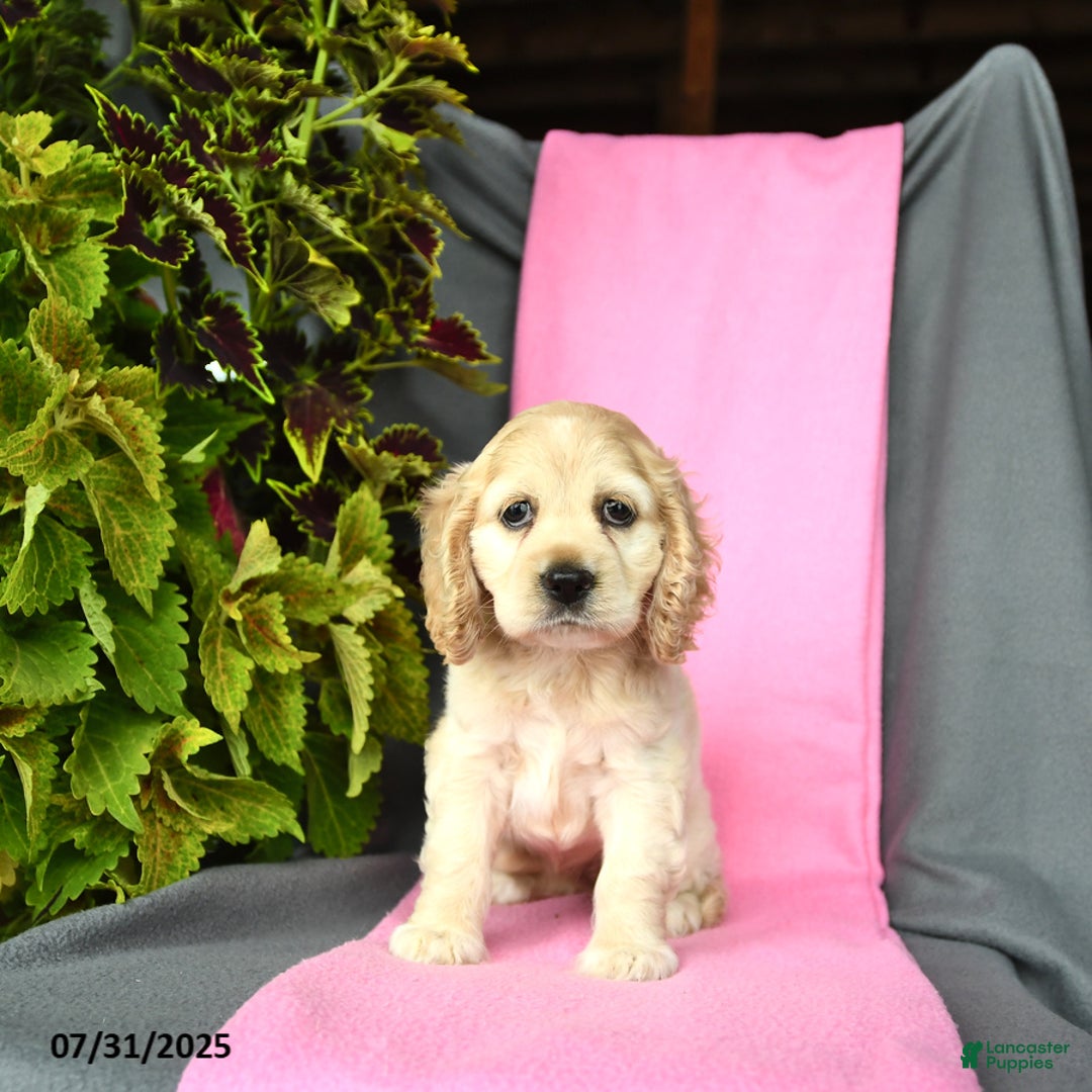 Cocker Spaniel dogs for sale: Elsa - Image 2