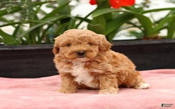 Mini Goldendoodle dogs for sale: Zorro - Image 10