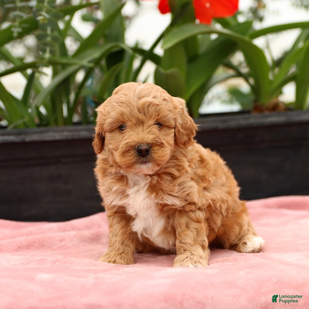 Mini Goldendoodle dogs for sale: Zorro - Image 10