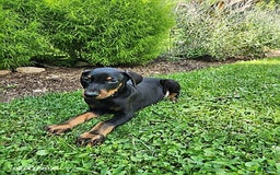Doberman Pinscher dogs for sale: Dexter - Image 2