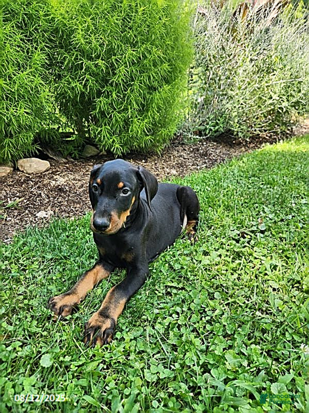 Doberman Pinscher dogs for sale: Dexter - Image 2