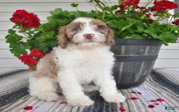 Cavapoo dogs for sale: Macho - Image 7