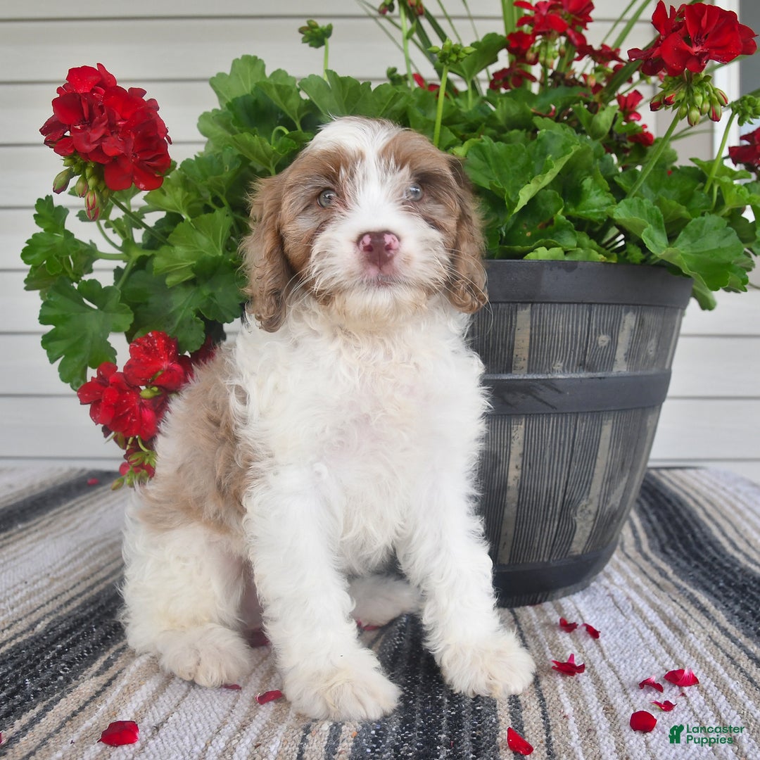 Cavapoo dogs for sale: Macho - Image 7