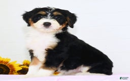 Mini Bernedoodle dogs for sale: Skye - Image 2