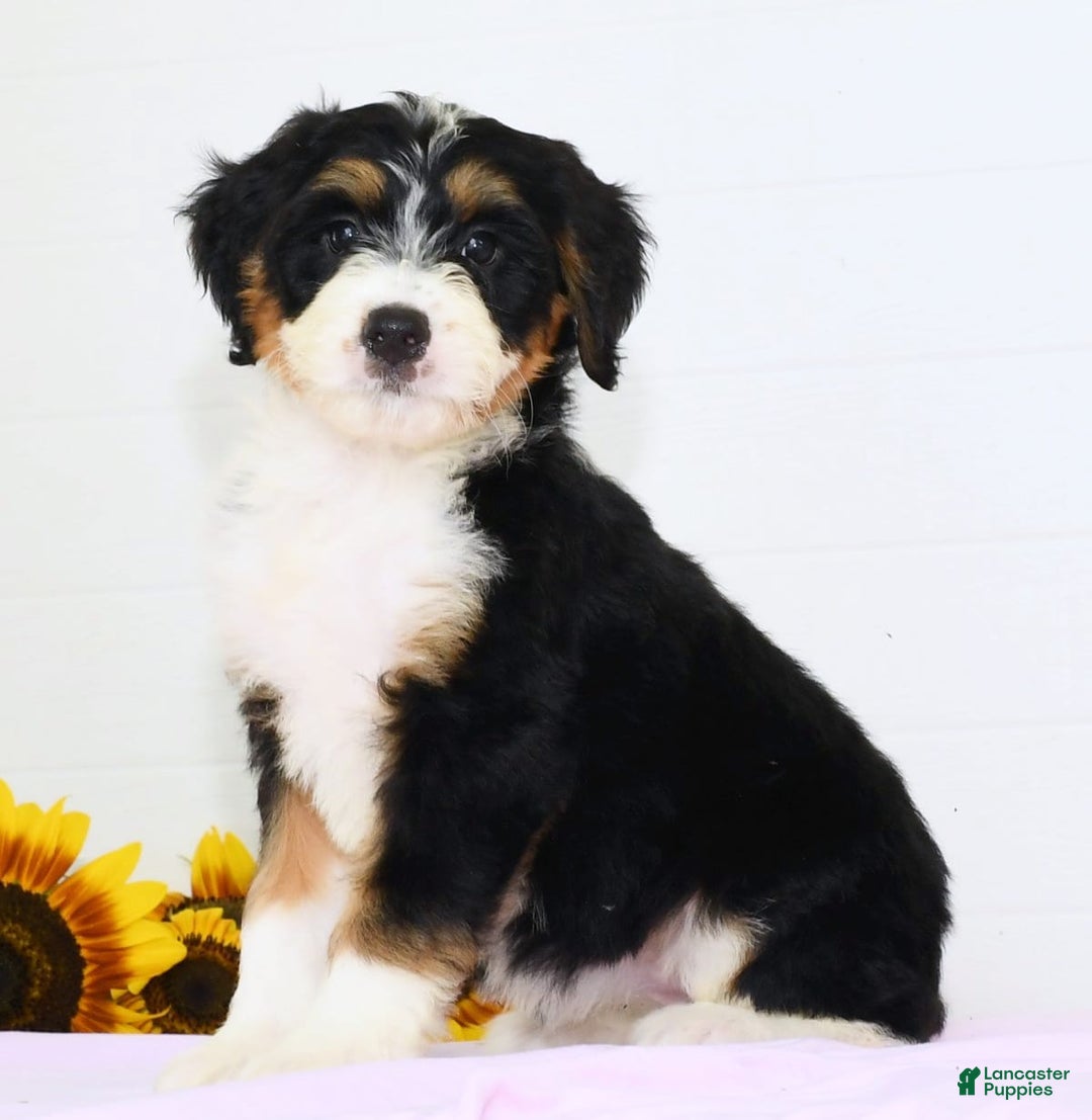 Mini Bernedoodle dogs for sale: Skye - Image 2