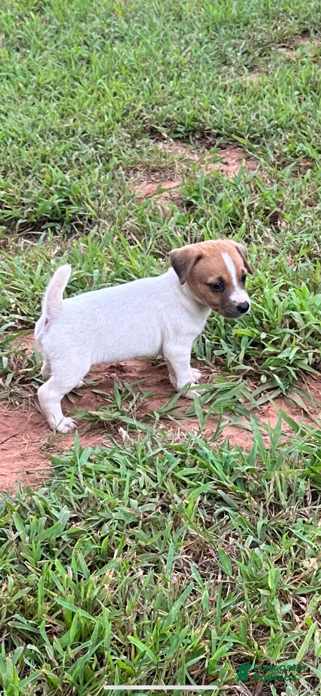 Jack Russell Terrier dogs for sale: Girl 1 - Image 2