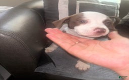 American Bully dogs for sale: Sweetums - Image 4