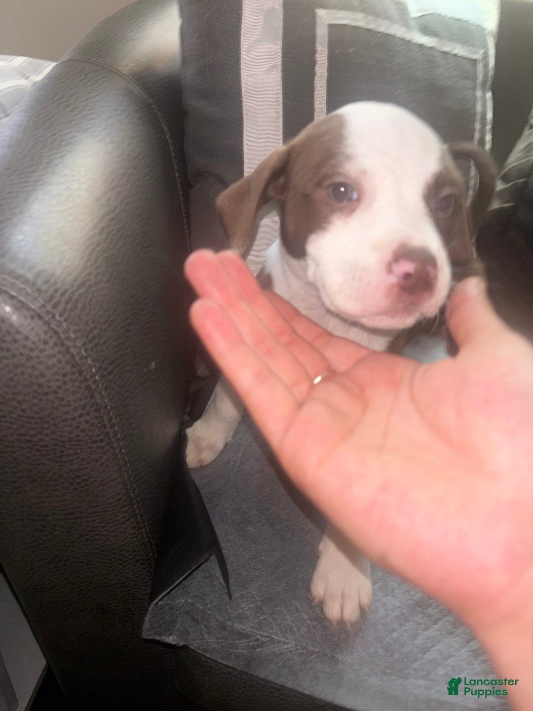 American Bully dogs for sale: Sweetums - Image 4