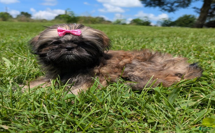 Shih Tzu dogs for sale - Ad 4