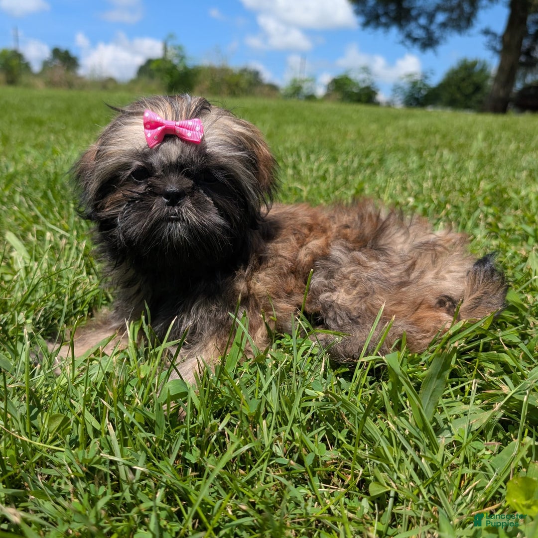 Shih Tzu dogs for sale: Arwen - Image 1
