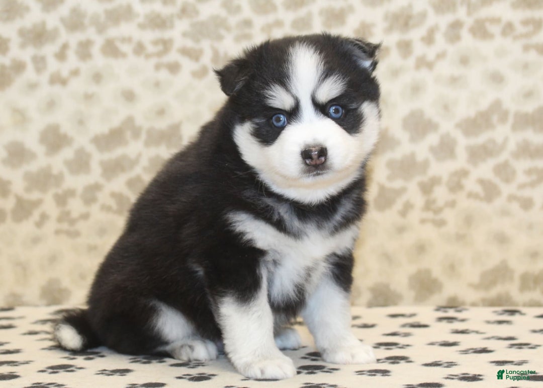 Pomsky dogs for sale: Chief - Image 3