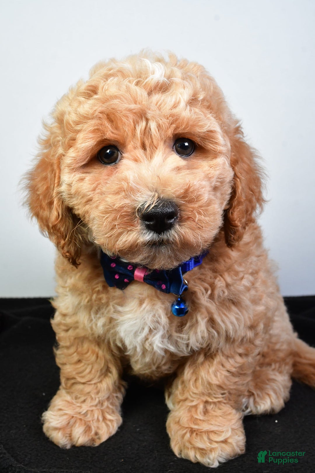 Bichpoo dogs for sale: Samson - Image 2
