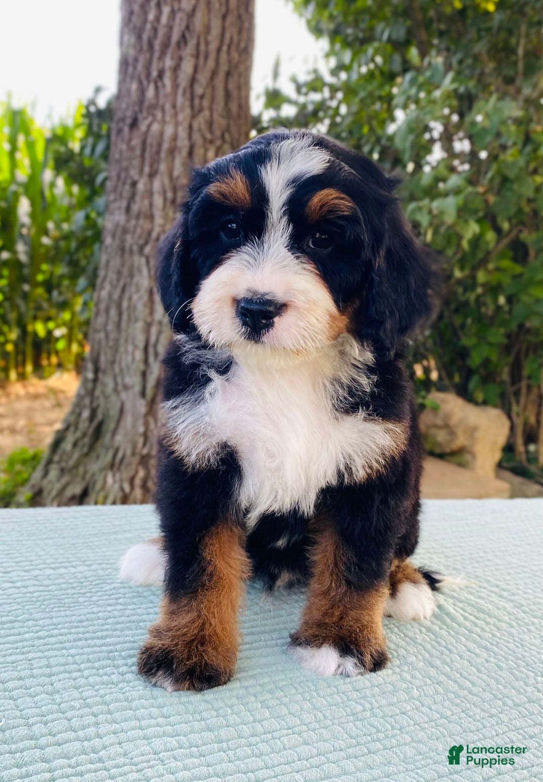 Bernedoodle dogs for sale: Arthur - Image 1