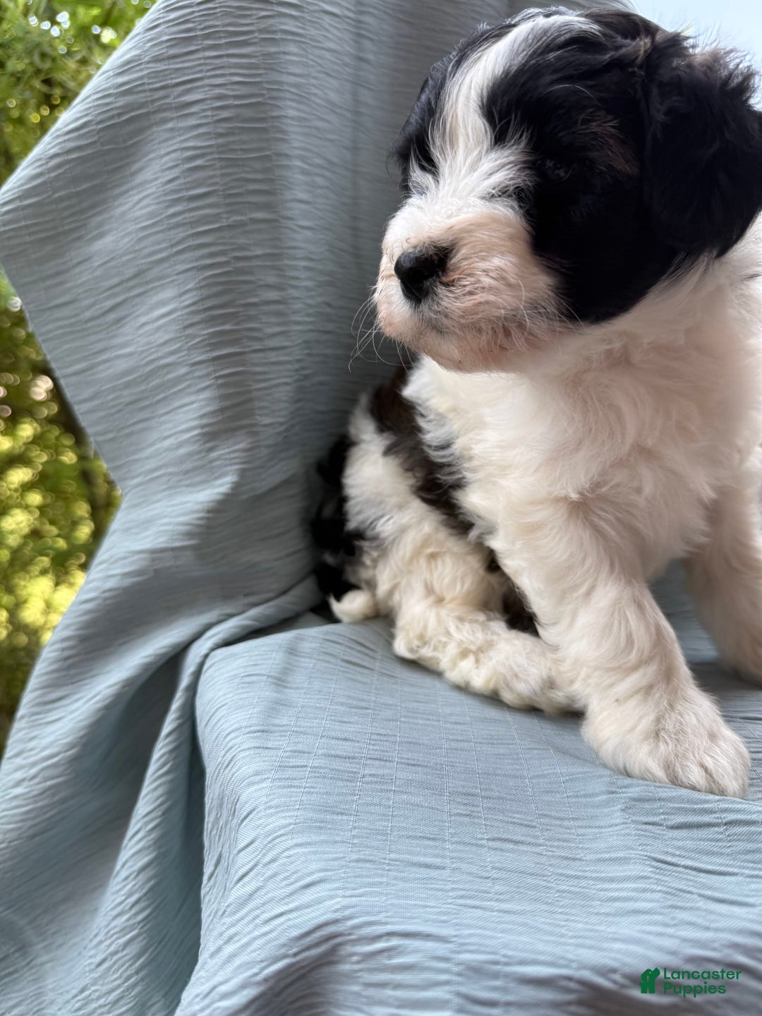 Teddy Bear dogs for sale: Elliott - Image 23
