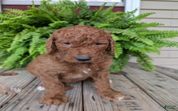Goldendoodle dogs for sale: Cash - Image 15