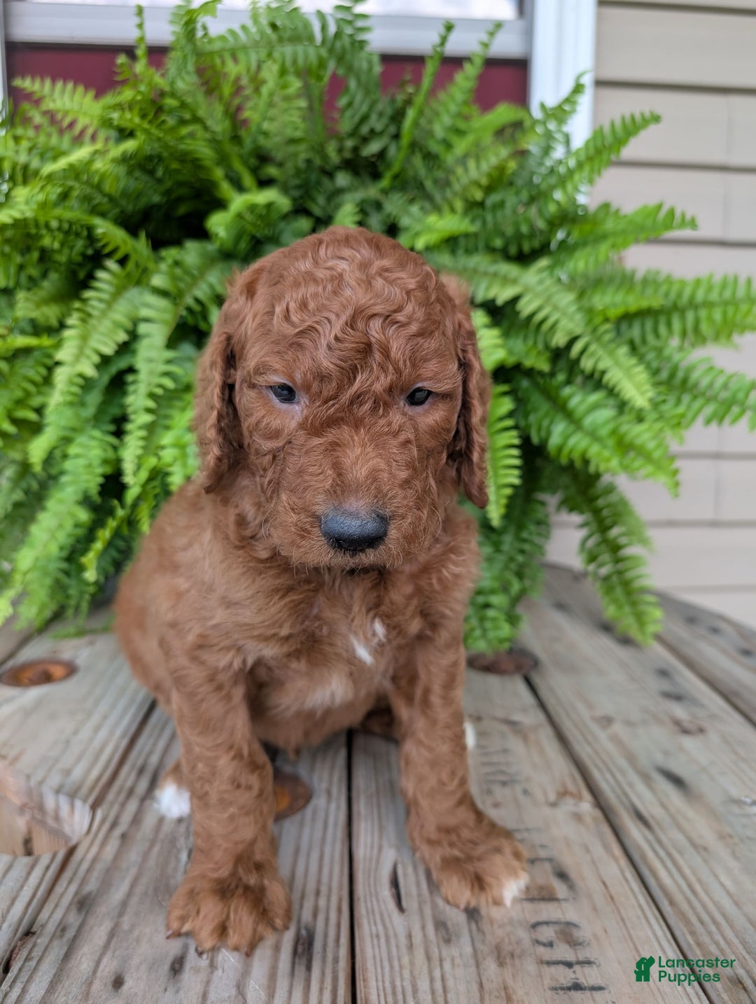 Goldendoodle dogs for sale: Cash - Image 15