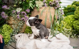French Bulldog dogs for sale: Ace - Image 3