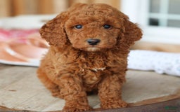 Mini Goldendoodle dogs for sale: Kelly - Image 4