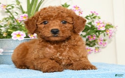 Miniature Poodle dogs for sale: Romeo - Image 5