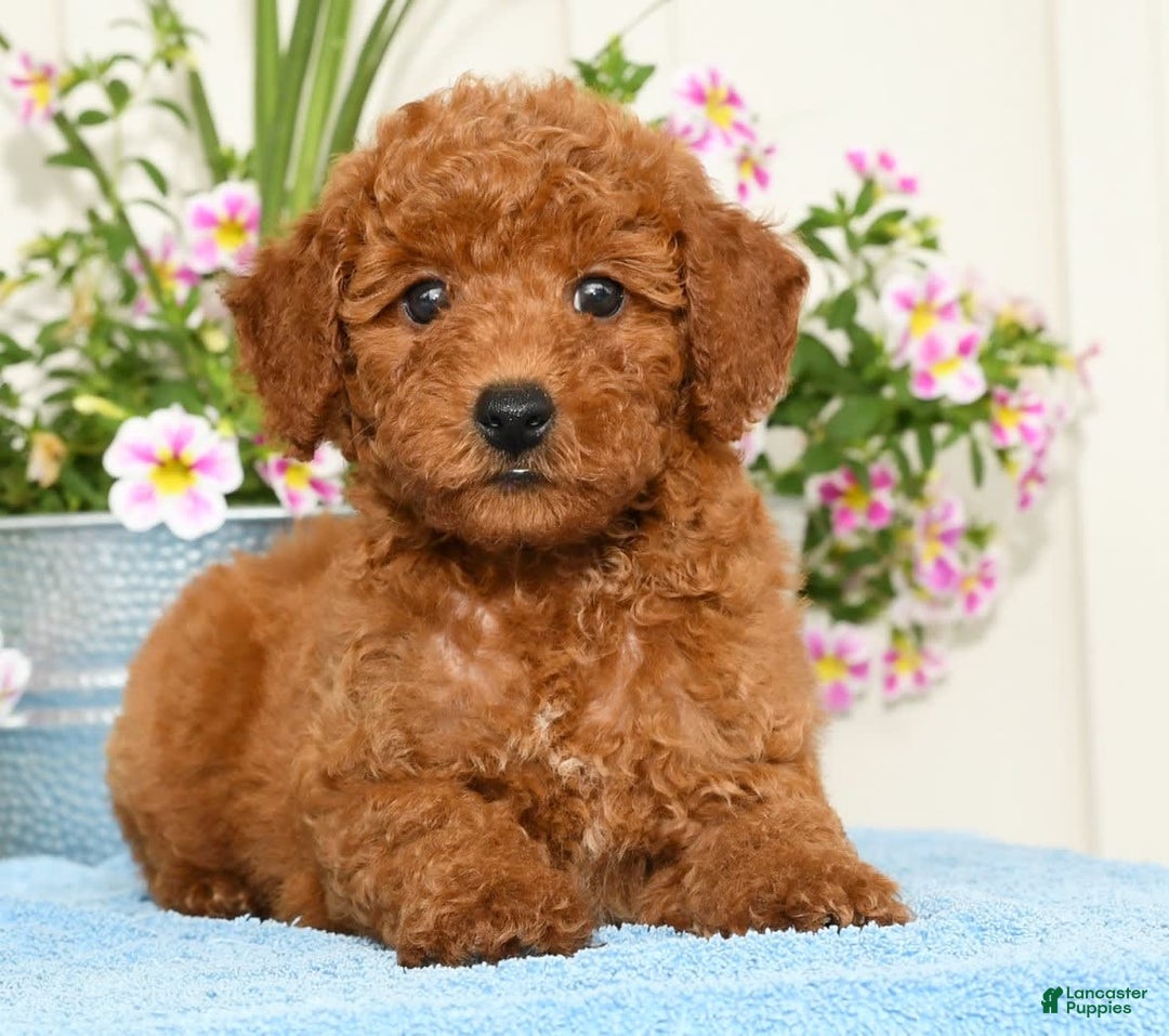 Miniature Poodle dogs for sale: Romeo - Image 5