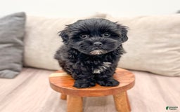 Shihpoo dogs for sale: Leti - Image 5